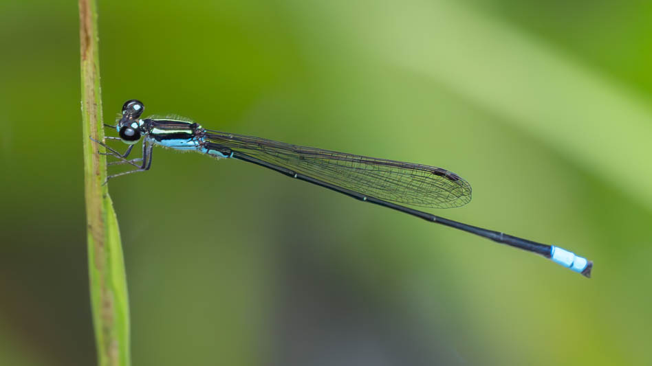 Acanthagrion speculum (Costa Rican Wedgetail) male.jpg